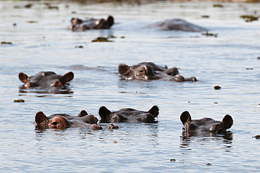 Hippopotamus (Hippopotamus amphibius), Khwai Concession Area, Okavango Delta, Botswana, Africa