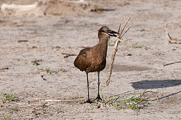 Hamerkop (Scapus umbretta), Khwai Concession Area, Okavango Delta, Botswana, Africa