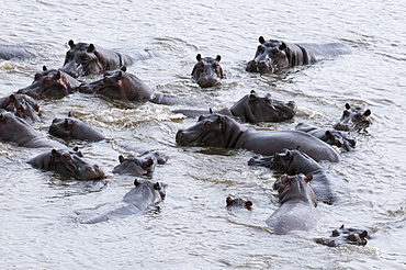 Aerial view of hippopotamuses (Hippopotamus amphibius), Okavango Delta, Botswana, Africa