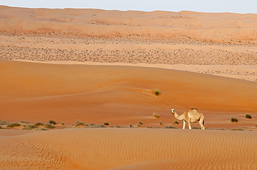 Camel, Wahiba Sands desert, Oman, Middle East