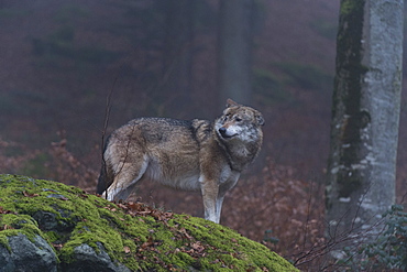 Gray wolf (Canis lupus), Bavarian Forest National Park, Bavaria, Germany, Europe