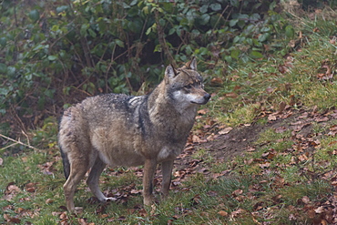 Gray wolf (Canis lupus), Bavarian Forest National Park, Bavaria, Germany, Europe