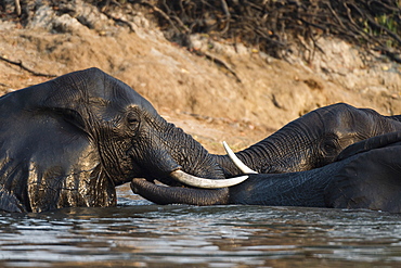 African elephants (Loxodonta africana), Chobe National Park, Botswana, Africa