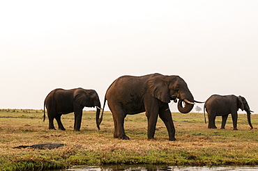 African elephants (Loxodonta africana), Chobe National Park, Botswana, Africa