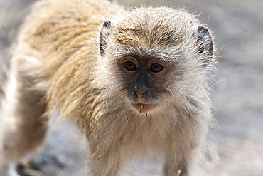 Vervet monkey (Cercopithecus aethiops), Chobe National Park, Botswana, Africa