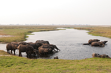 African elephants (Loxodonta africana), Chobe National Park, Botswana, Africa