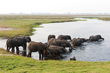 African elephants (Loxodonta africana), Chobe National Park, Botswana, Africa