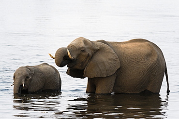 African elephants (Loxodonta africana), Chobe National Park, Botswana, Africa