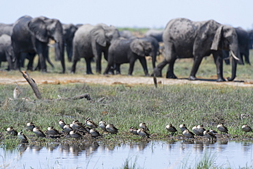 Red-billed teal (Anas erythrorhyncha), Savuti Marsh, Chobe National Park, Botswana, Africa