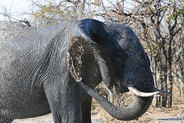 African elephant (Loxodonta africana), Khwai Concession, Okavango Delta, Botswana, Africa