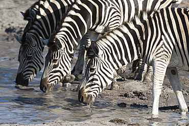 Burchell's zebras (Equus burchelli), Khwai Concession, Okavango Delta, Botswana, Africa