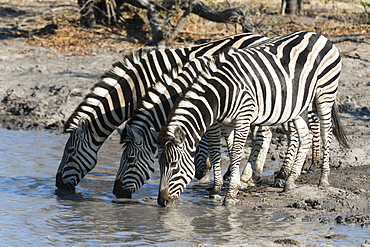 Burchell's zebras (Equus burchelli), Khwai Concession, Okavango Delta, Botswana, Africa