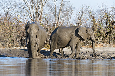 African elephants (Loxodonta africana), Khwai Concession, Okavango Delta, Botswana, Africa