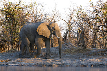 African elephant (Loxodonta africana), Khwai Concession, Okavango Delta, Botswana, Africa