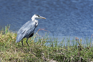 Grey heron (Ardea cinerea), Khwai Concession, Okavango Delta, Botswana, Africa