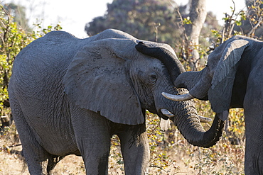 African elephants (Loxodonta africana), Khwai Concession, Okavango Delta, Botswana, Africa