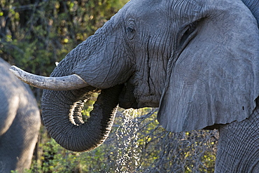 African elephant (Loxodonta africana), Khwai Concession, Okavango Delta, Botswana, Africa