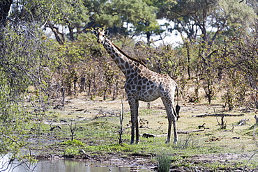 Southern giraffe (Giraffa camelopardalis), Khwai Concession, Okavango Delta, Botswana, Africa