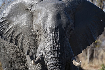 African elephant (Loxodonta africana), Khwai Concession, Okavango Delta, Botswana, Africa