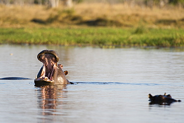 Hippopotamus (Hippopotamus amphibius), Khwai Concession, Okavango Delta, Botswana, Africa