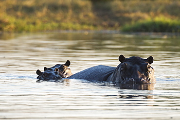 Hippopotamus (Hippopotamus amphibius), Khwai Concession, Okavango Delta, Botswana, Africa