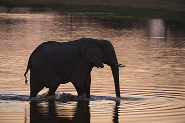 African elephant (Loxodonta africana), Khwai Concession, Okavango Delta, Botswana, Africa