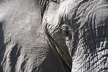 Close-up of an African elephant (Loxodonta africana), Khwai Concession, Okavango Delta, Botswana, Africa