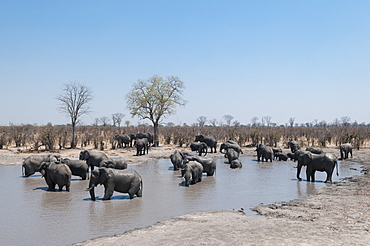 African elephants (Loxodonta africana), Khwai Concession, Okavango Delta, Botswana, Africa