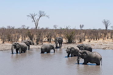 African elephants (Loxodonta africana), Khwai Concession, Okavango Delta, Botswana, Africa