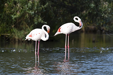 Greater flamingo (Phoenicopterus roseus), Camargue, Provence-Alpes-Cote d'Azur, France, Europe