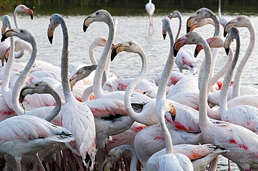 Greater flamingo (Phoenicopterus roseus), Camargue, Provence-Alpes-Cote d'Azur, France, Europe