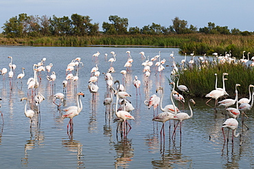 Greater flamingo (Phoenicopterus roseus), Camargue, Provence-Alpes-Cote d'Azur, France, Europe