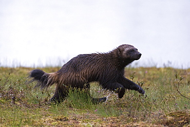 Wolverine (Gulo gulo), Kuhmo, Finland, Scandinavia, Europe