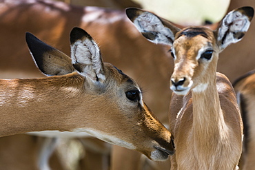 Impala (Aepyceros melampus), Lake Nakuru National Park, Kenya, East Africa, Africa