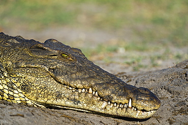 A Nile crocodile (Crocodylus niloticus) on a river bank, Chobe National Park, Botswana, Africa