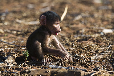 A new born chacma baboon (Papio ursinus), Chobe National Park, Botswana, Africa