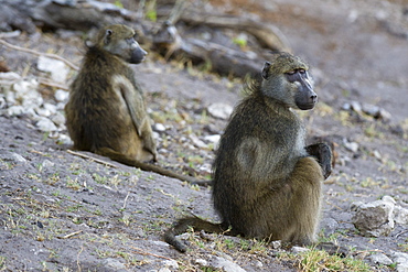 Two chacma baboons (Papio ursinus), Chobe National Park, Botswana, Africa