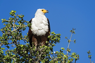 An African fish eagle (Haliaeetus vocifer), perching on a tree top, Chobe National Park, Botswana, Africa