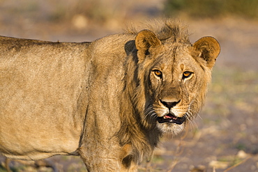 Portrait of a lion (Panthera leo), Savuti marsh, Chobe National Park, Botswana, Africa