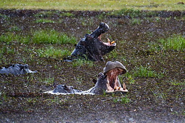 Hippopotamus (Hippopotamus amphibius) threat-yawning in the Khwai River under the rain, Khwai Concession, Okavango Delta, Botswana, Africa