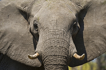 Close-up portrait of an African elephant (Loxodonta africana), Khwai Concession, Okavango Delta, Botswana, Africa