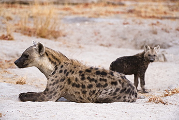 A spotted hyena and cub (Crocuta crocuta) at the den, Khwai Concession, Okavango Delta, Botswana, Africa