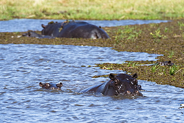 Hippopotamus (Hippopotamus amphibius) in the River Khwai, Khwai Concession, Okavango Delta, Botswana, Africa