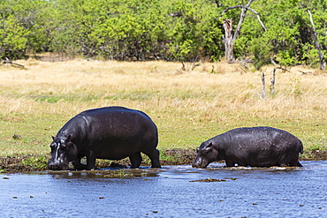 Hippopotamus (Hippopotamus amphibius), Khwai Concession, Okavango Delta, Botswana, Africa