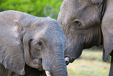 Two African elephants (Loxodonta africana) female and a sub-adult, Khwai Concession, Okavango Delta, Botswana, Africa