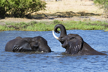 Two African elephants (Loxodonta africana) sparring in the River Khwai, Khwai Concession, Okavango Delta, Botswana, Africa