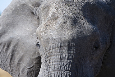 Elephant (Loxodonta africana), Khwai Concession, Okavango Delta, Botswana, Africa