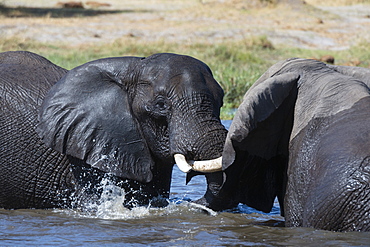 Two African elephants (Loxodonta africana) sparring in the river Khwai, Khwai Concession, Okavango Delta, Botswana, Africa