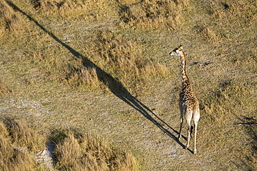 An aerial view of a giraffe (Giraffe camelopardalis) walking in the Okavango Delta, Botswana, Africa