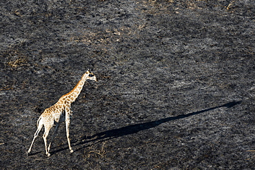 An aerial view of a giraffe (Giraffe camelopardalis) walking in the Okavango Delta after a bushfire, Botswana, Africa